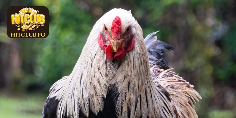 Tự hào thuộc top các giống gà đá hay - nòi Bình Định