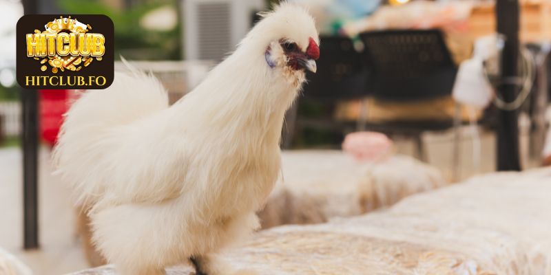 Các giống gà đá hay mà thành viên cần nắm