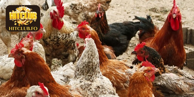 Tìm hiểu về giống gà đá cựa sắt hay nhất