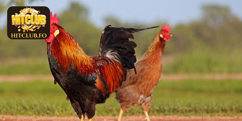 Kỹ thuật nuôi và chăm sóc gà bật mí từ HITCLUB