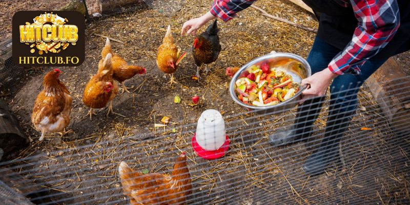 Tìm hiểu kỹ thuật nuôi và chăm sóc gà chuẩn từ HITCLUB