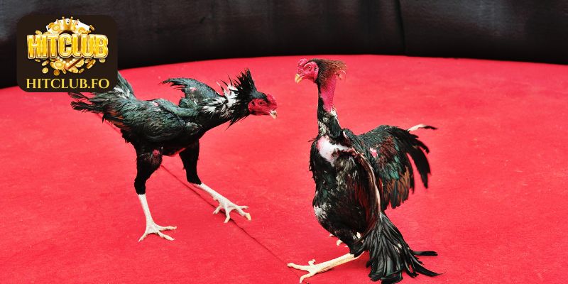 Mẹo chọn gà đá trực tiếp vô cùng khỏe