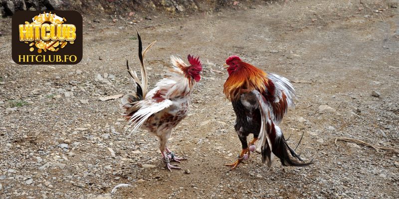 Tìm hiểu luật chơi đá gà chuẩn xác